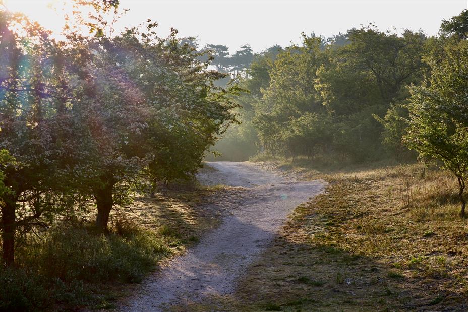 Broedseizoen gestart in Nationaal Park Zuid-Kennemerland, Stadsnieuws