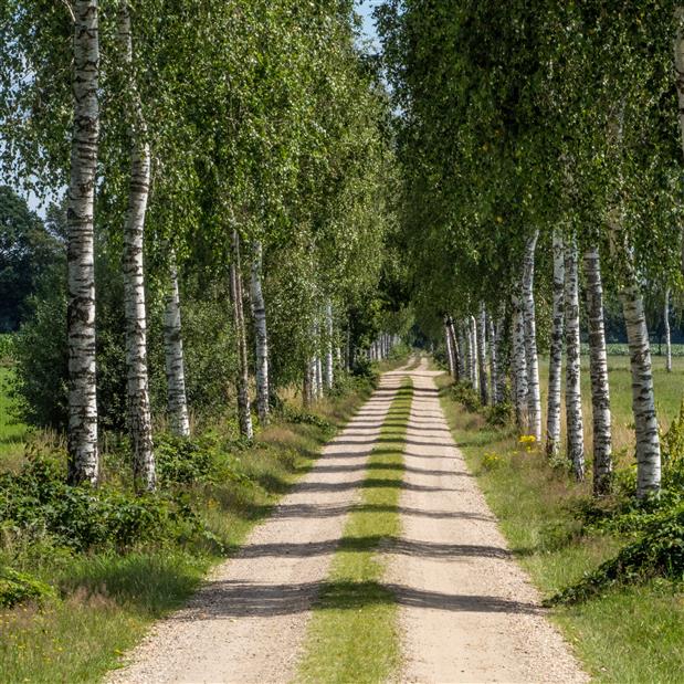 Nieuwe bomen in de straat?, Stadsnieuws