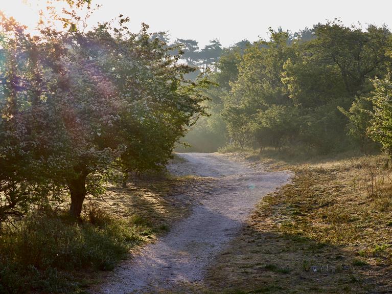 Broedseizoen gestart in Nationaal Park Zuid-Kennemerland, Stadsnieuws